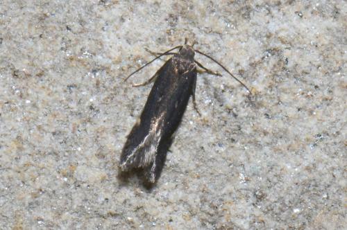 Réf. 253 836 : Aproaerema anthyllidella